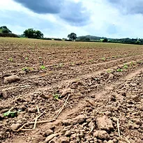 Rapeseed