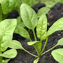Spinach