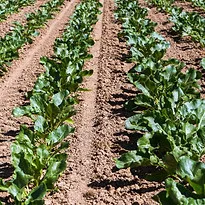 Sugar Beet