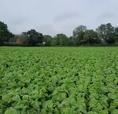 A fodder beet crop sowed using the FarmDroid FD20